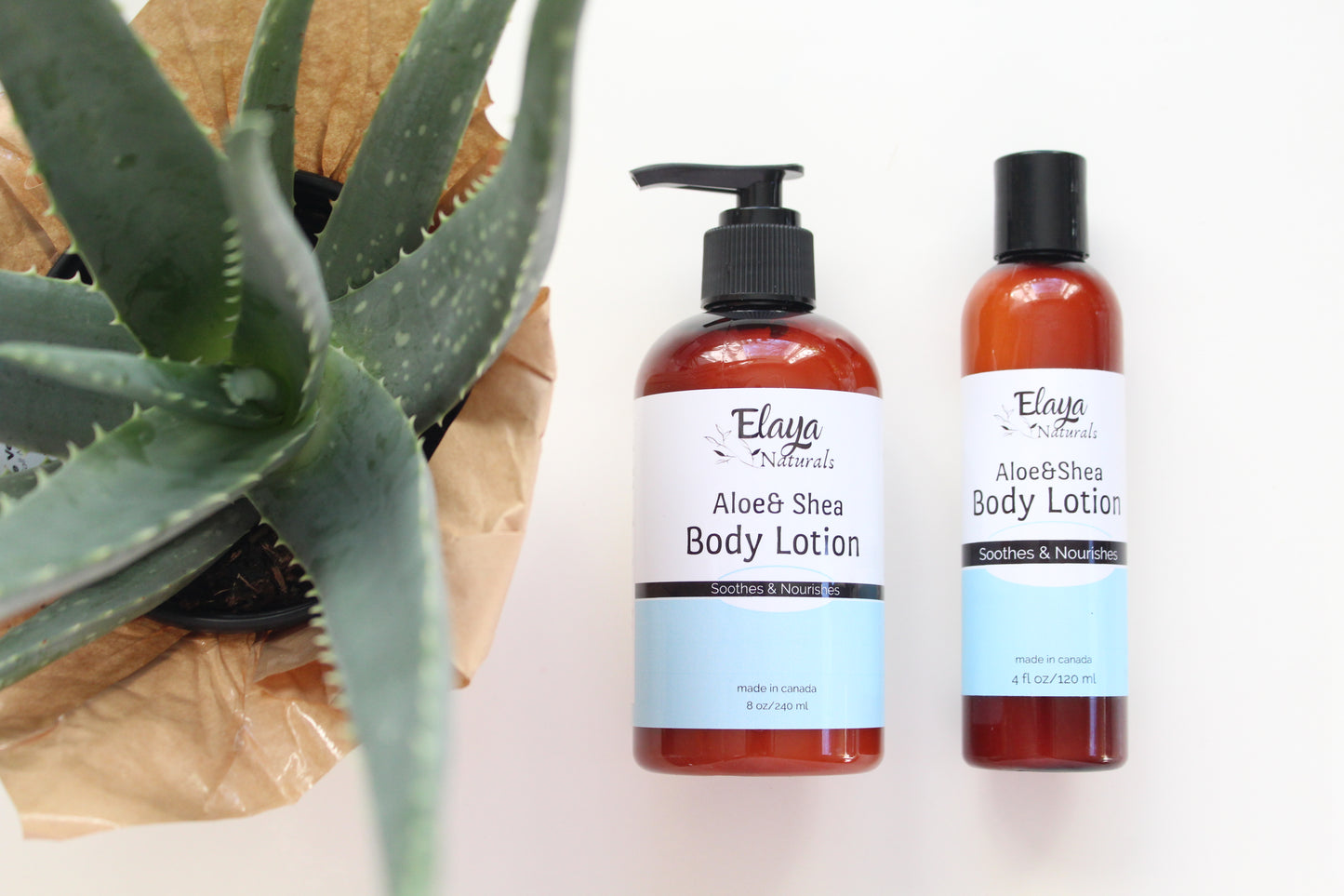 Aloe & Shea Body Lotion